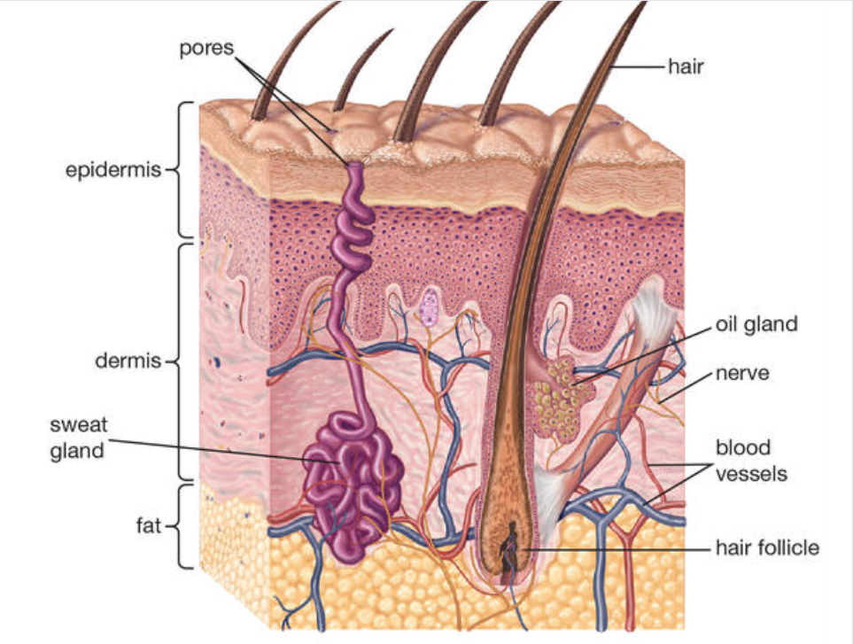 1.The Integumentary System